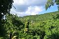 055_Caribbean_Saint_Kitts_and_Nevis_Romney_Manor_Botanical_Gardens