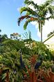 058_Caribbean_Saint_Kitts_and_Nevis_Romney_Manor_Botanical_Gardens