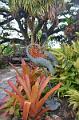 061_Caribbean_Saint_Kitts_and_Nevis_Romney_Manor_Botanical_Gardens