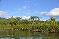 226_Caribbean_Dominica_Indian_River