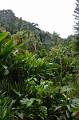 484_Caribbean_Saint_Lucia_Soufriere_Diamond_Botanical_Gardens