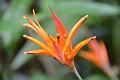487_Caribbean_Saint_Lucia_Soufriere_Diamond_Botanical_Gardens