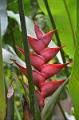 488_Caribbean_Saint_Lucia_Soufriere_Diamond_Botanical_Gardens