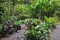 489_Caribbean_Saint_Lucia_Soufriere_Diamond_Botanical_Gardens