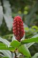 493_Caribbean_Saint_Lucia_Soufriere_Diamond_Botanical_Gardens