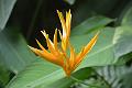 496_Caribbean_Saint_Lucia_Soufriere_Diamond_Botanical_Gardens