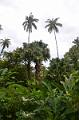 497_Caribbean_Saint_Lucia_Soufriere_Diamond_Botanical_Gardens