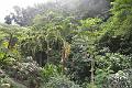 499_Caribbean_Saint_Lucia_Soufriere_Diamond_Botanical_Gardens