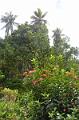 500_Caribbean_Saint_Lucia_Soufriere_Diamond_Botanical_Gardens