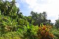 507_Caribbean_Saint_Lucia_Soufriere_Diamond_Botanical_Gardens