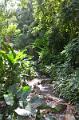 508_Caribbean_Saint_Lucia_Soufriere_Diamond_Botanical_Gardens