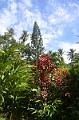 511_Caribbean_Saint_Lucia_Soufriere_Diamond_Botanical_Gardens
