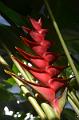 515_Caribbean_Saint_Lucia_Soufriere_Diamond_Botanical_Gardens
