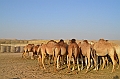 076_Abu_Dhabi_Jeep_Safari